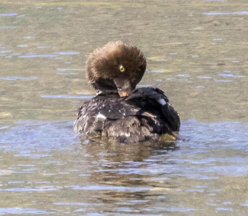 Barrow's Goldeneye - ML351079031