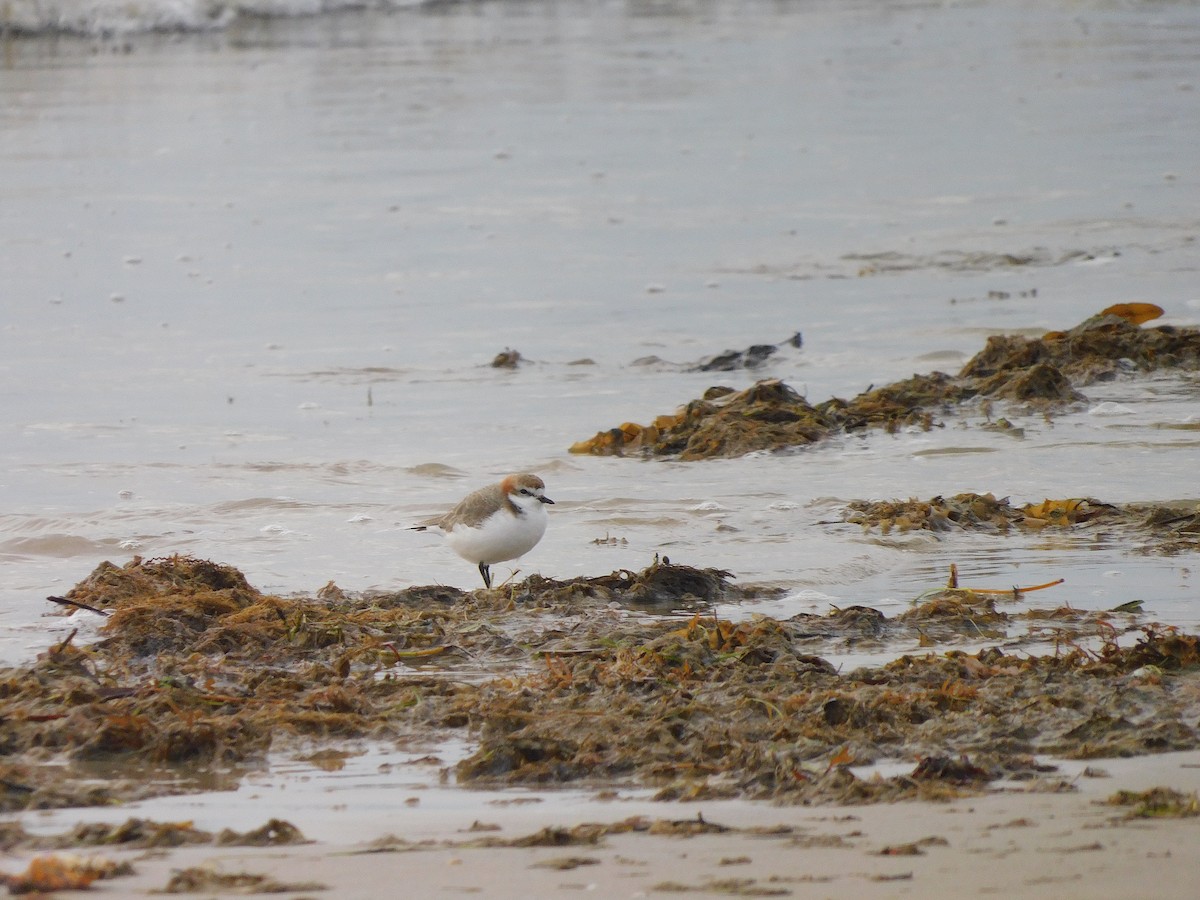 Red-capped Plover - George Vaughan