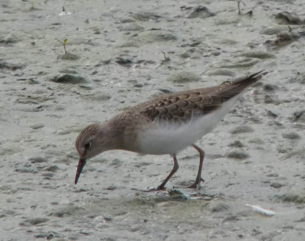 Temminck's Stint - ML351079221