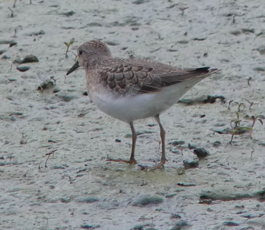 Temminck's Stint - ML351079241