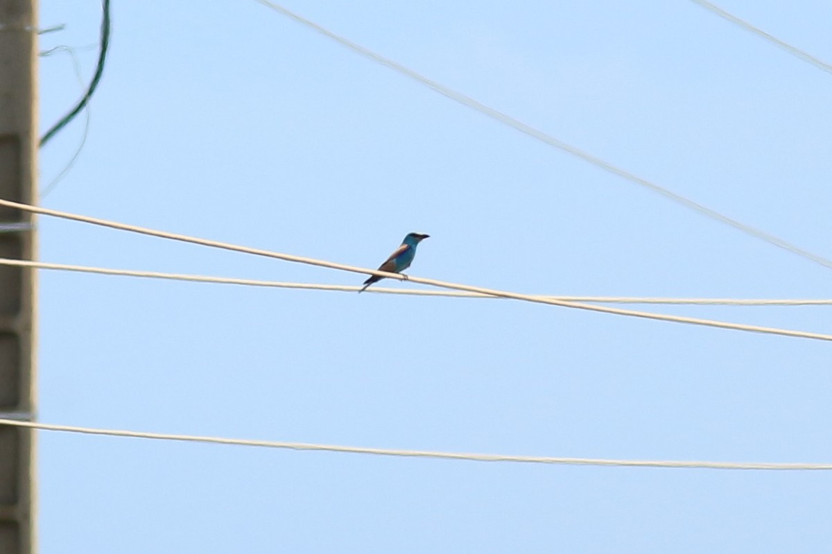 European Roller - ML351079711