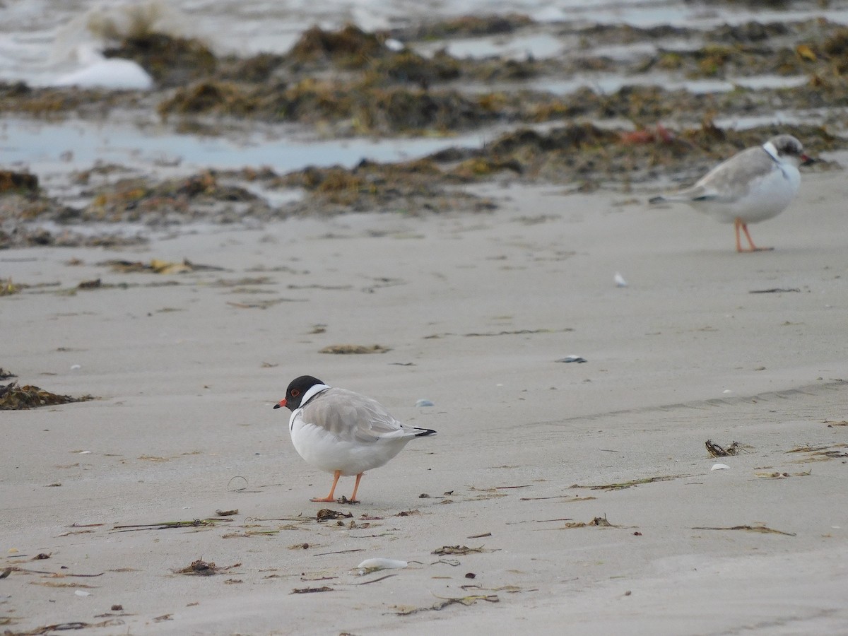 Hooded Plover - ML351079751