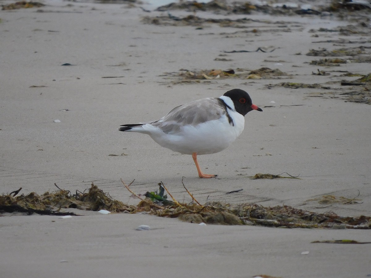 Hooded Plover - ML351079771