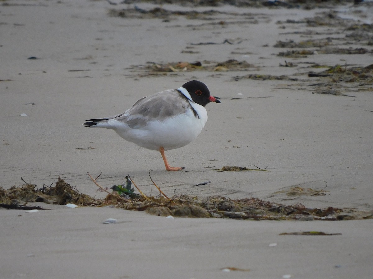 Hooded Plover - ML351079881