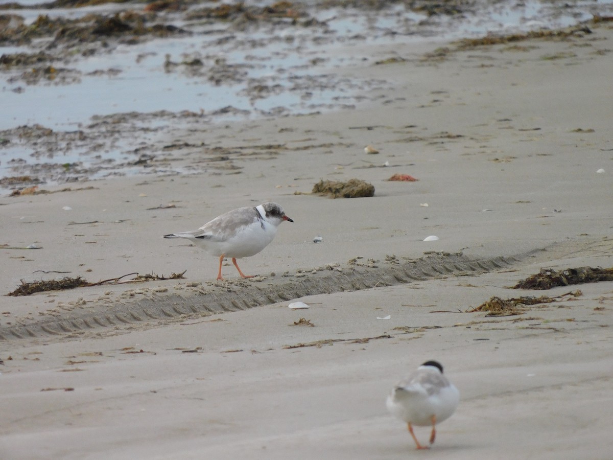 Hooded Plover - ML351079901