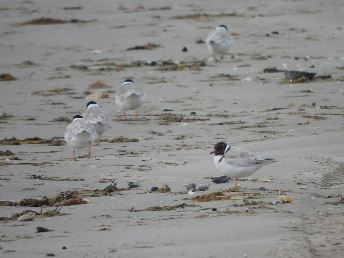 Hooded Plover - ML351079971