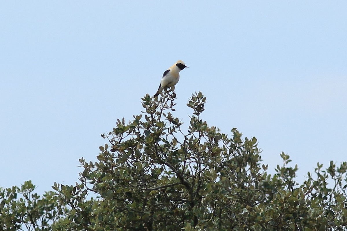 Western Black-eared Wheatear - ML351079981