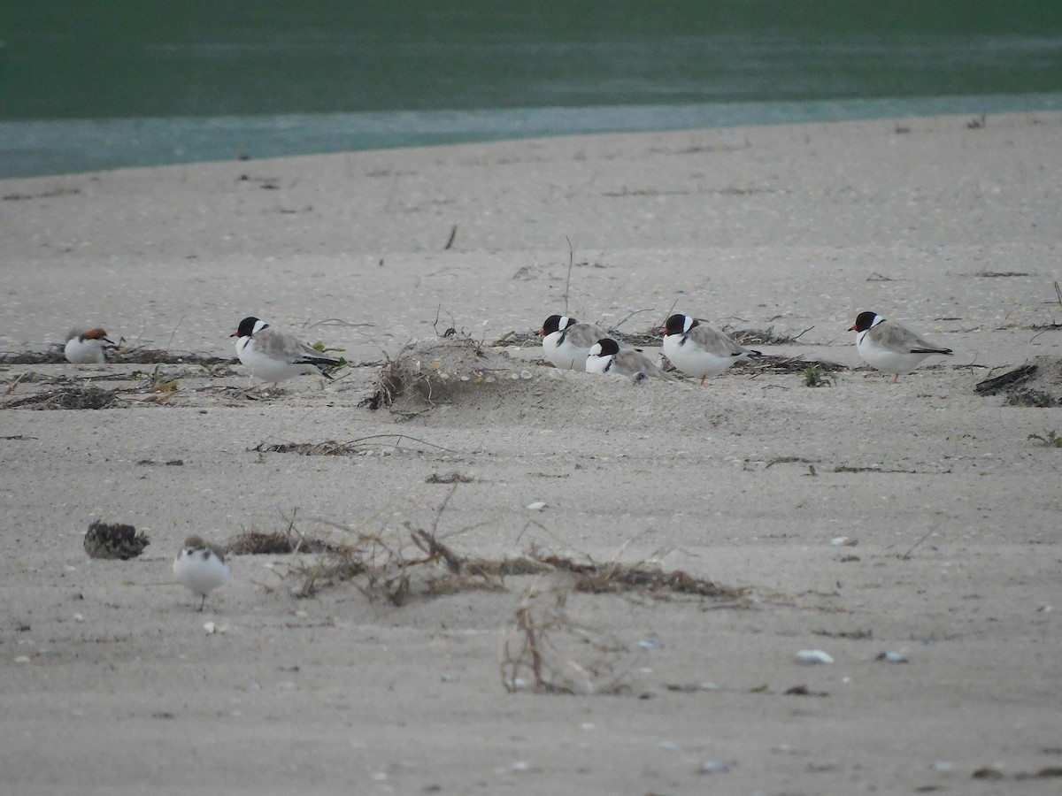 Hooded Plover - ML351080081