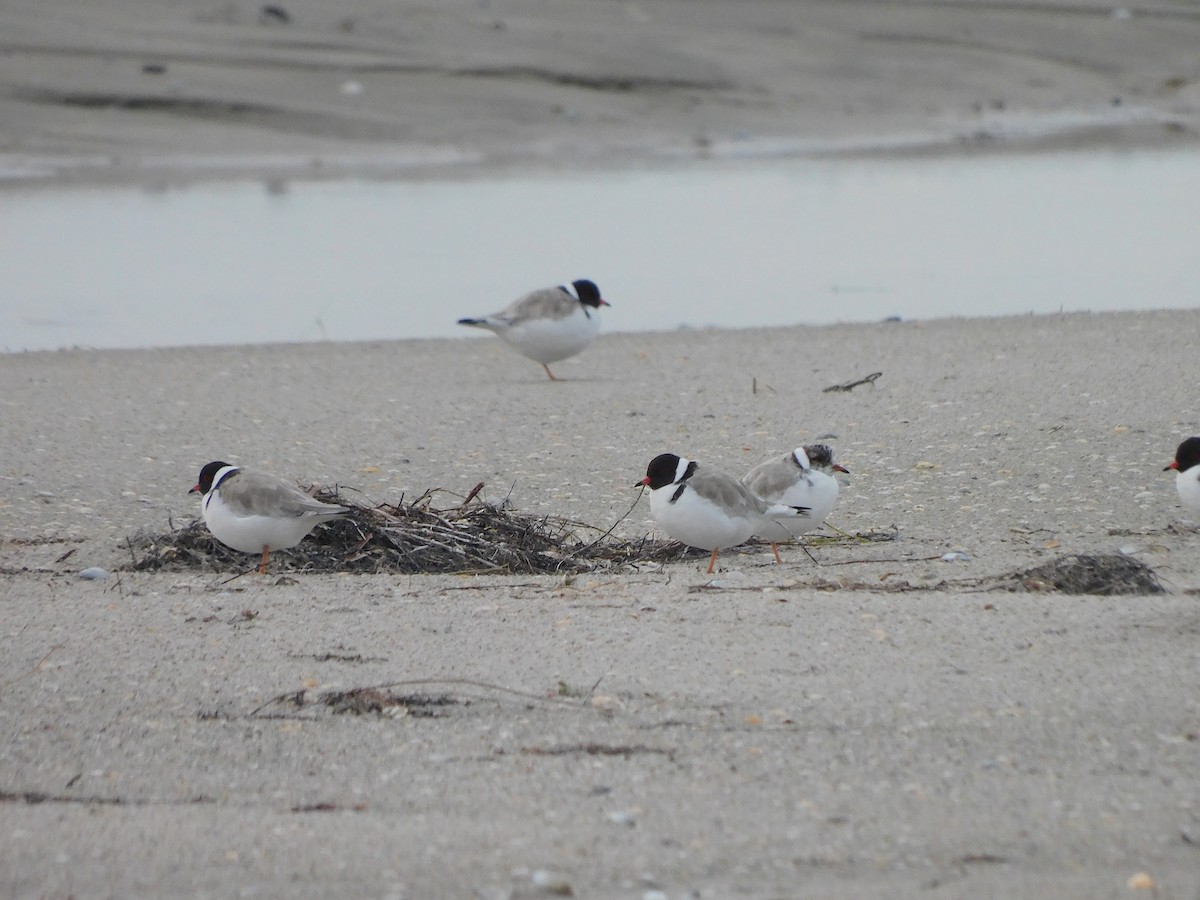 Hooded Plover - ML351080251