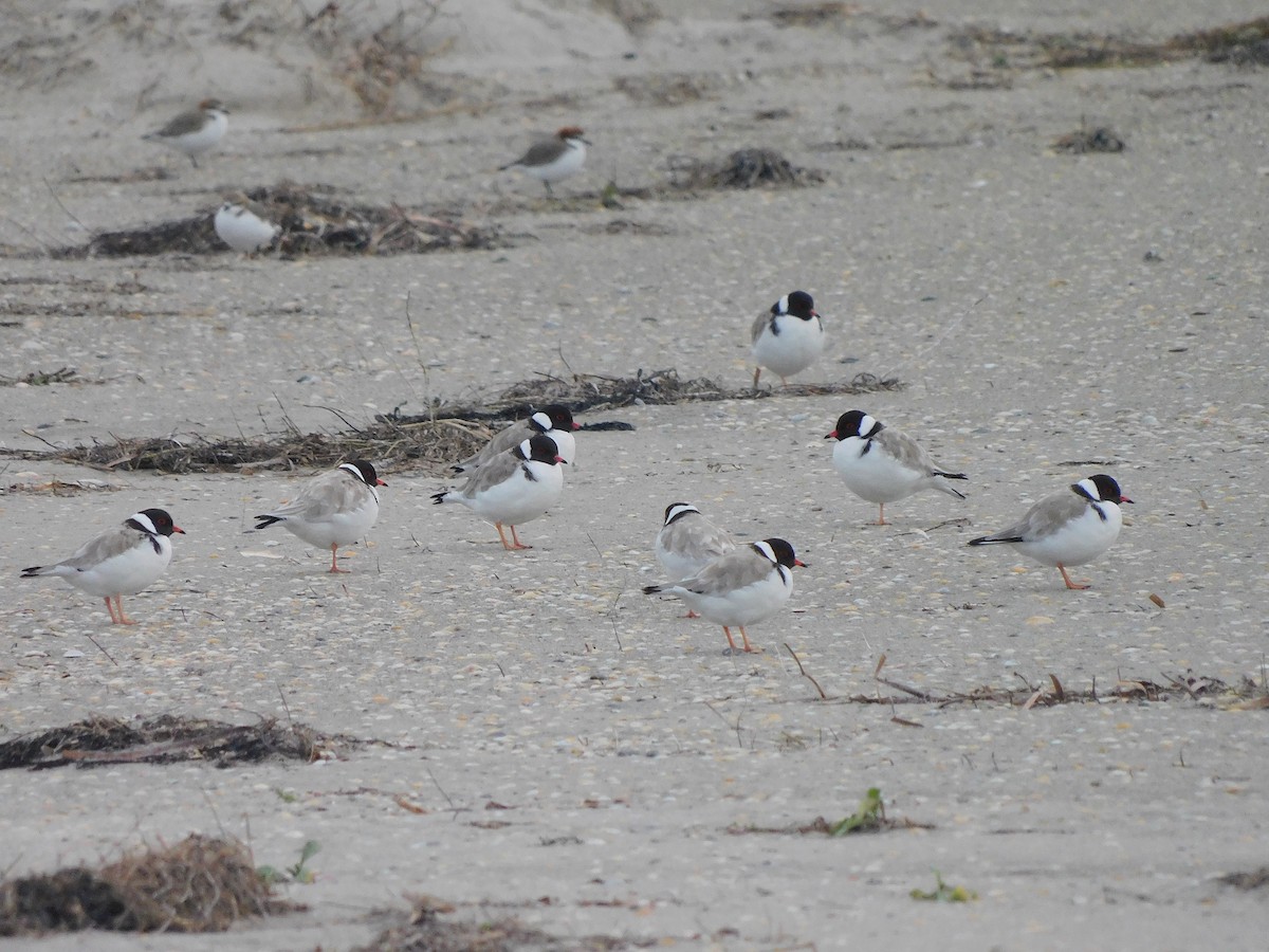 Hooded Plover - ML351080261