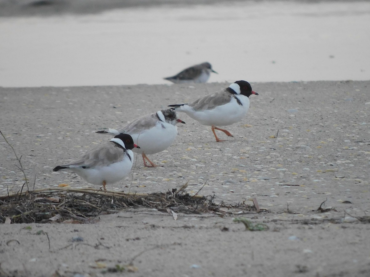 Hooded Plover - ML351080291