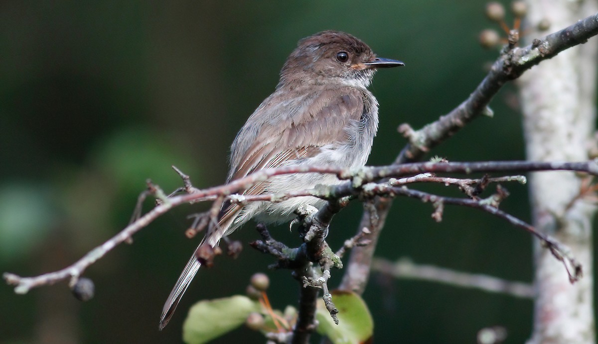 Eastern Phoebe - ML351083141