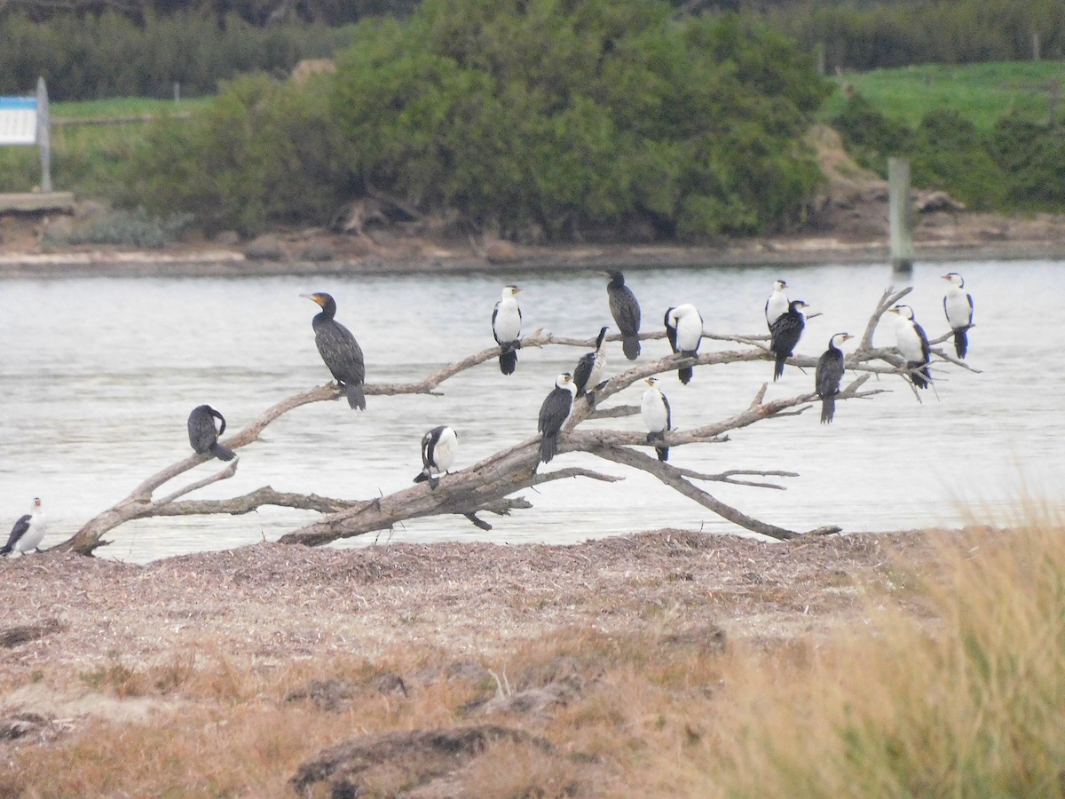 Little Pied Cormorant - ML351083151