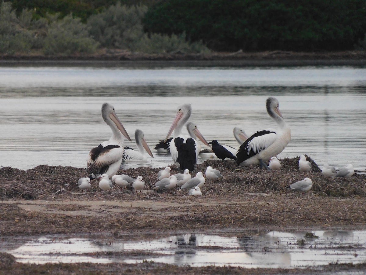 pelikán australský - ML351083211