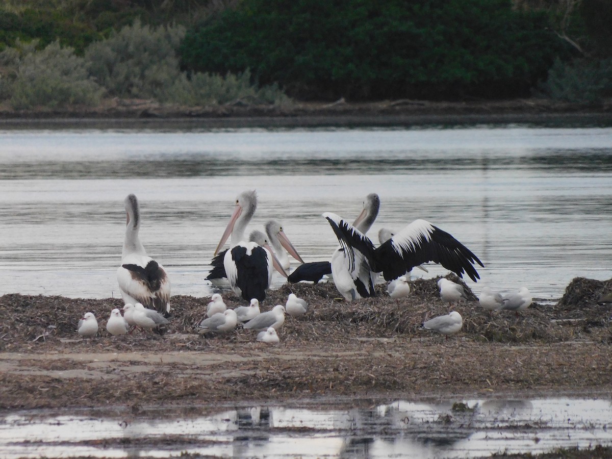 pelikán australský - ML351083271