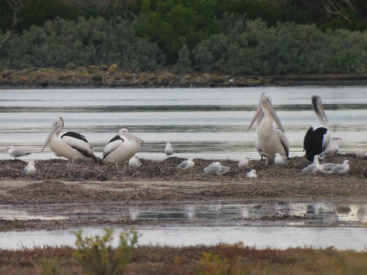 pelikán australský - ML351083421