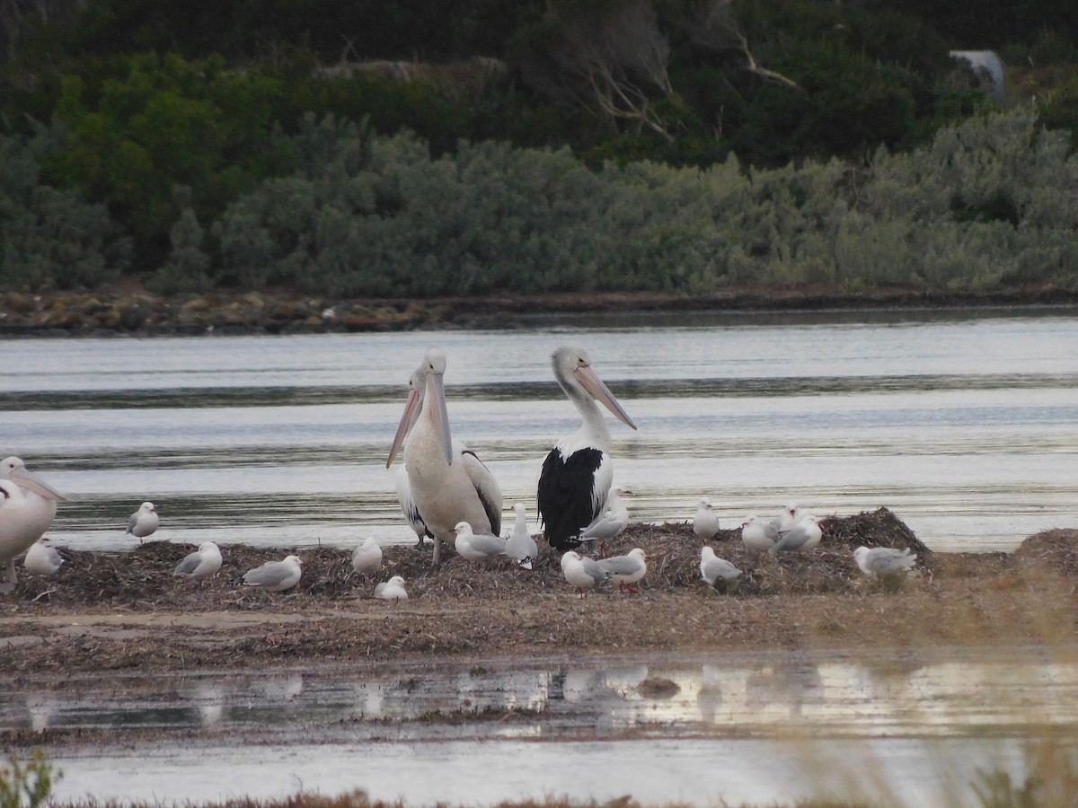 pelikán australský - ML351083471