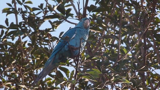 White-eyed Parakeet - ML351085091