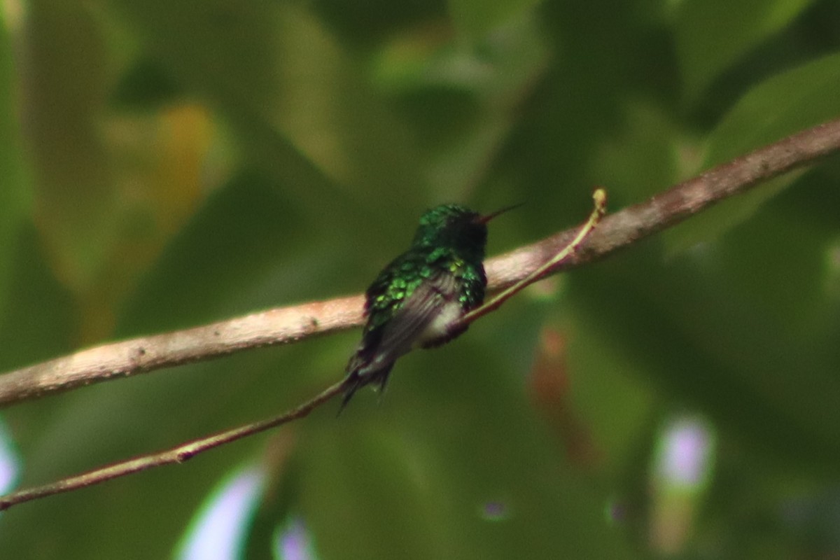 Canivet's Emerald - ML351085581