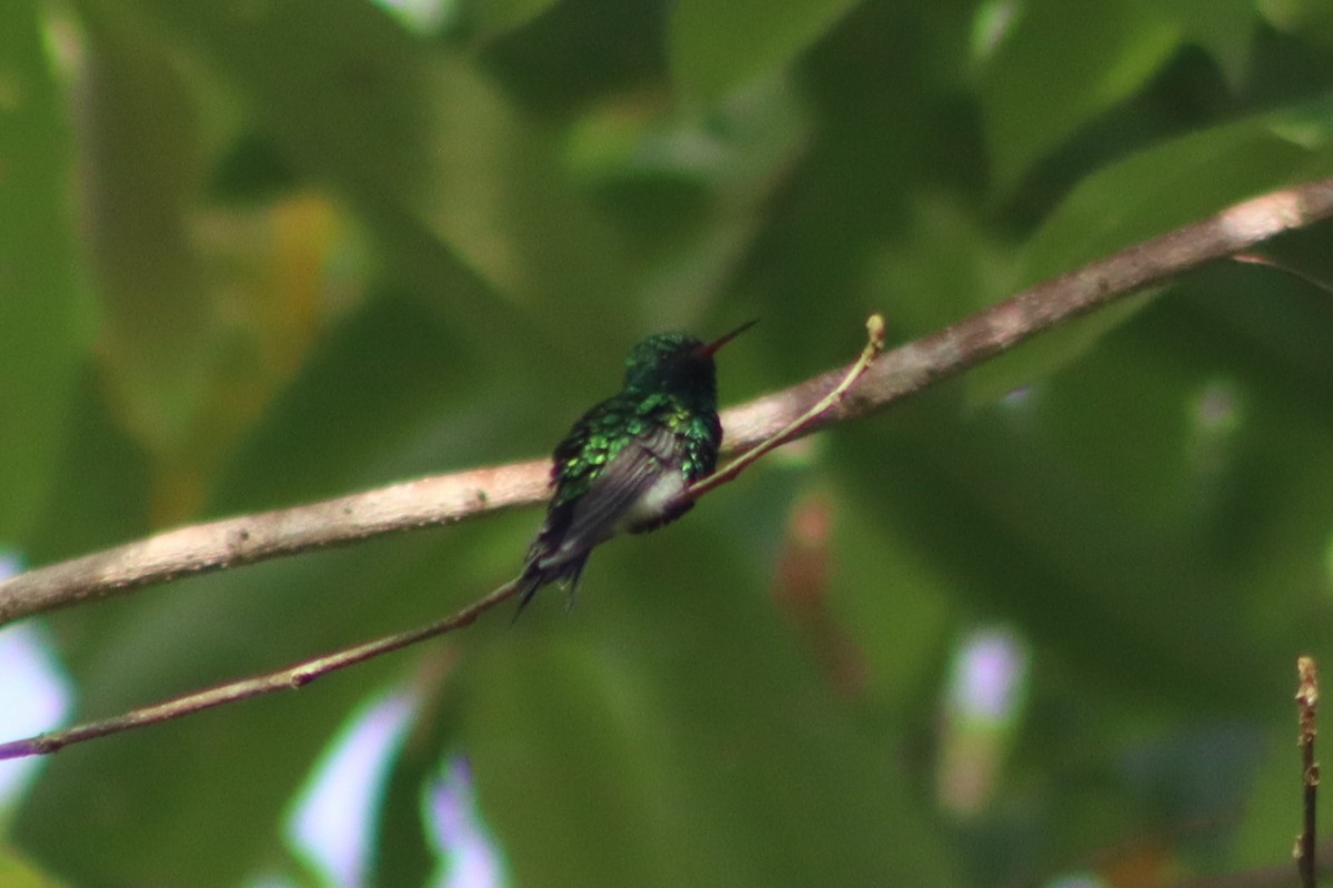 Canivet's Emerald - ML351085591