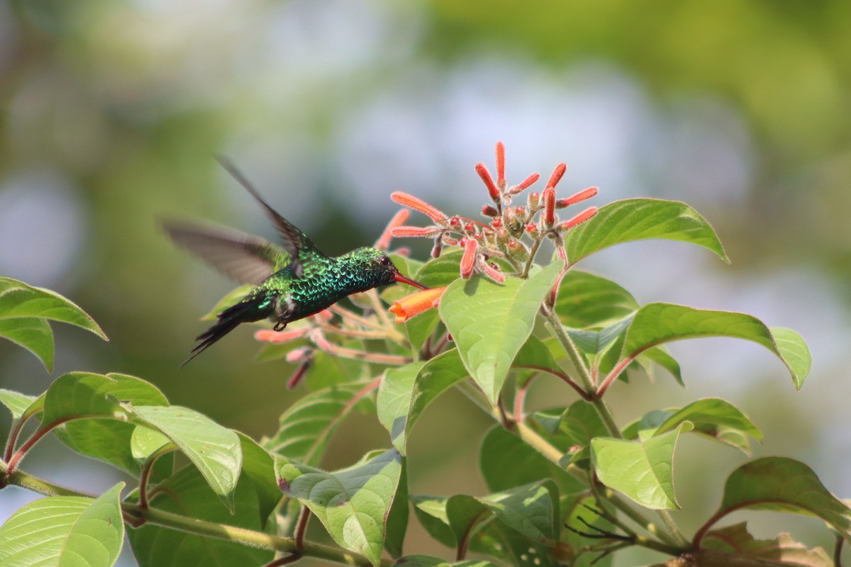 Canivet's Emerald - ML351085611