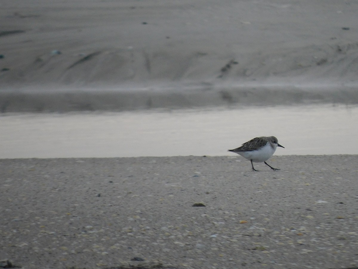 Rotkehl-Strandläufer - ML351085721