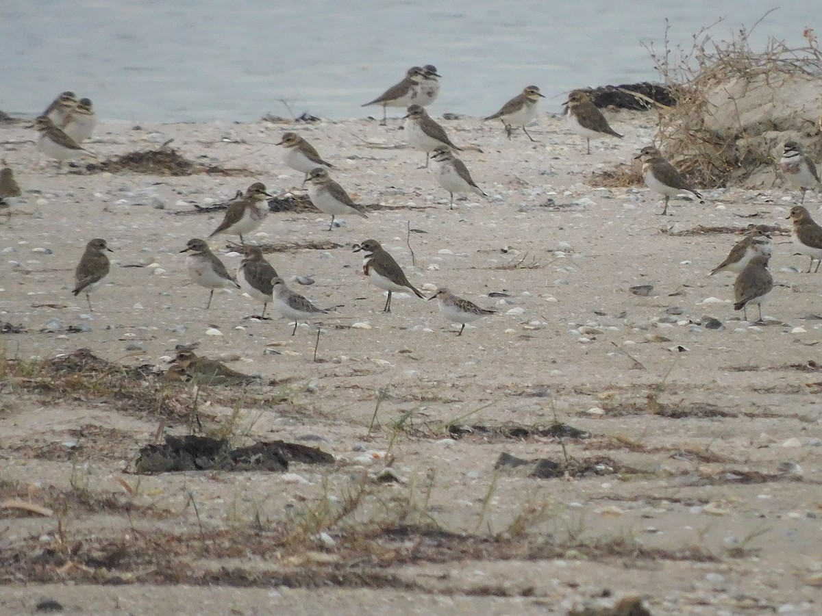 Rotkehl-Strandläufer - ML351085931