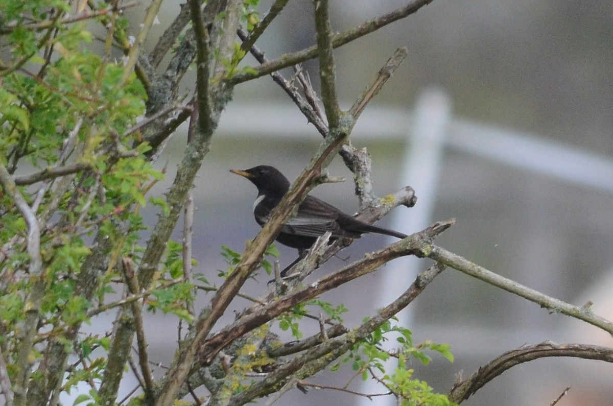 Ring Ouzel - ML35108651