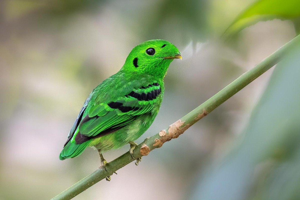 Green Broadbill - ML351087111