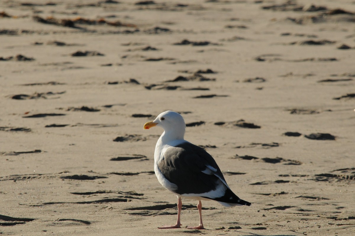 Gaviota Occidental - ML35108721