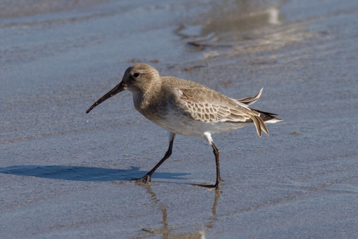 Dunlin - ML35108731