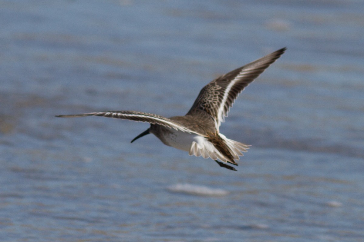 Dunlin - ML35108771