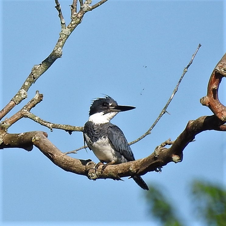 Belted Kingfisher - Jennifer Bowman