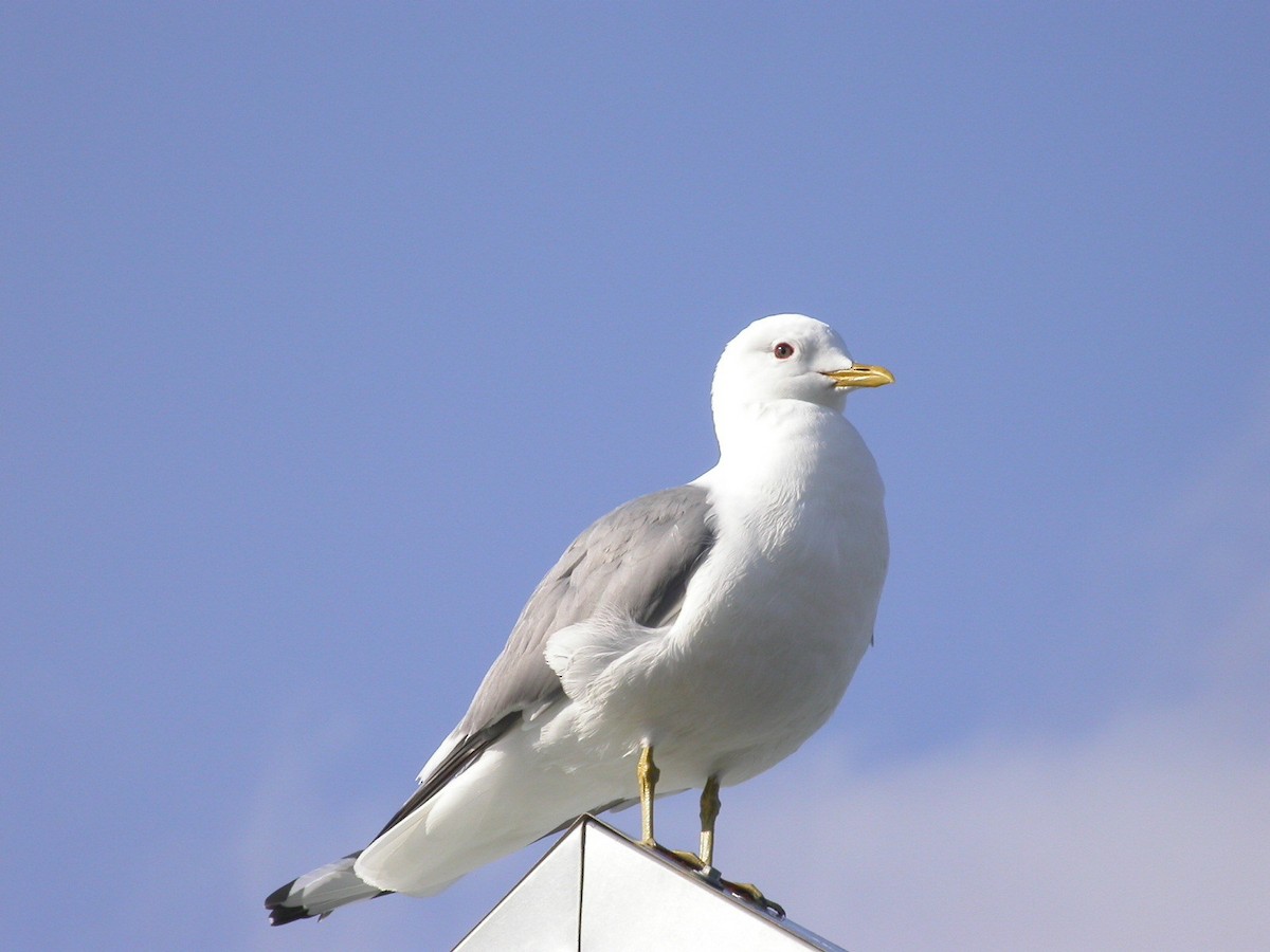 Short-billed Gull - ML351088761