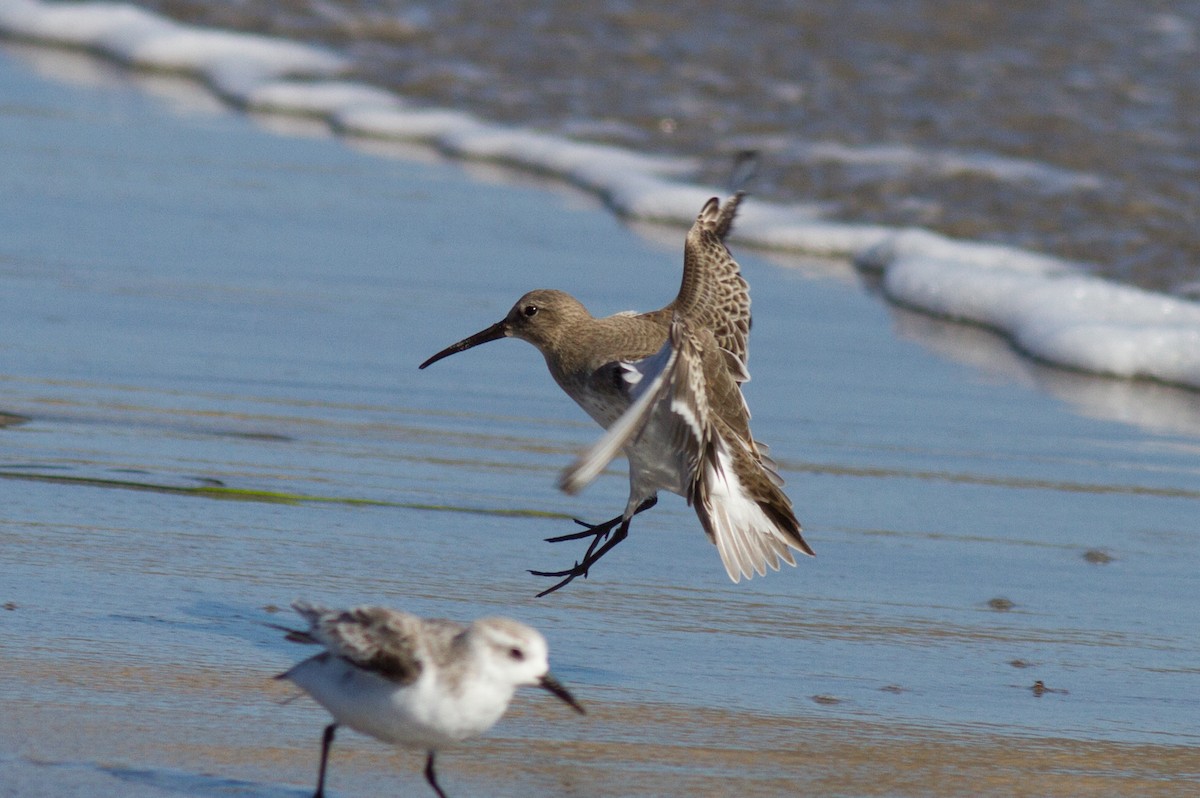 Dunlin - ML35108951