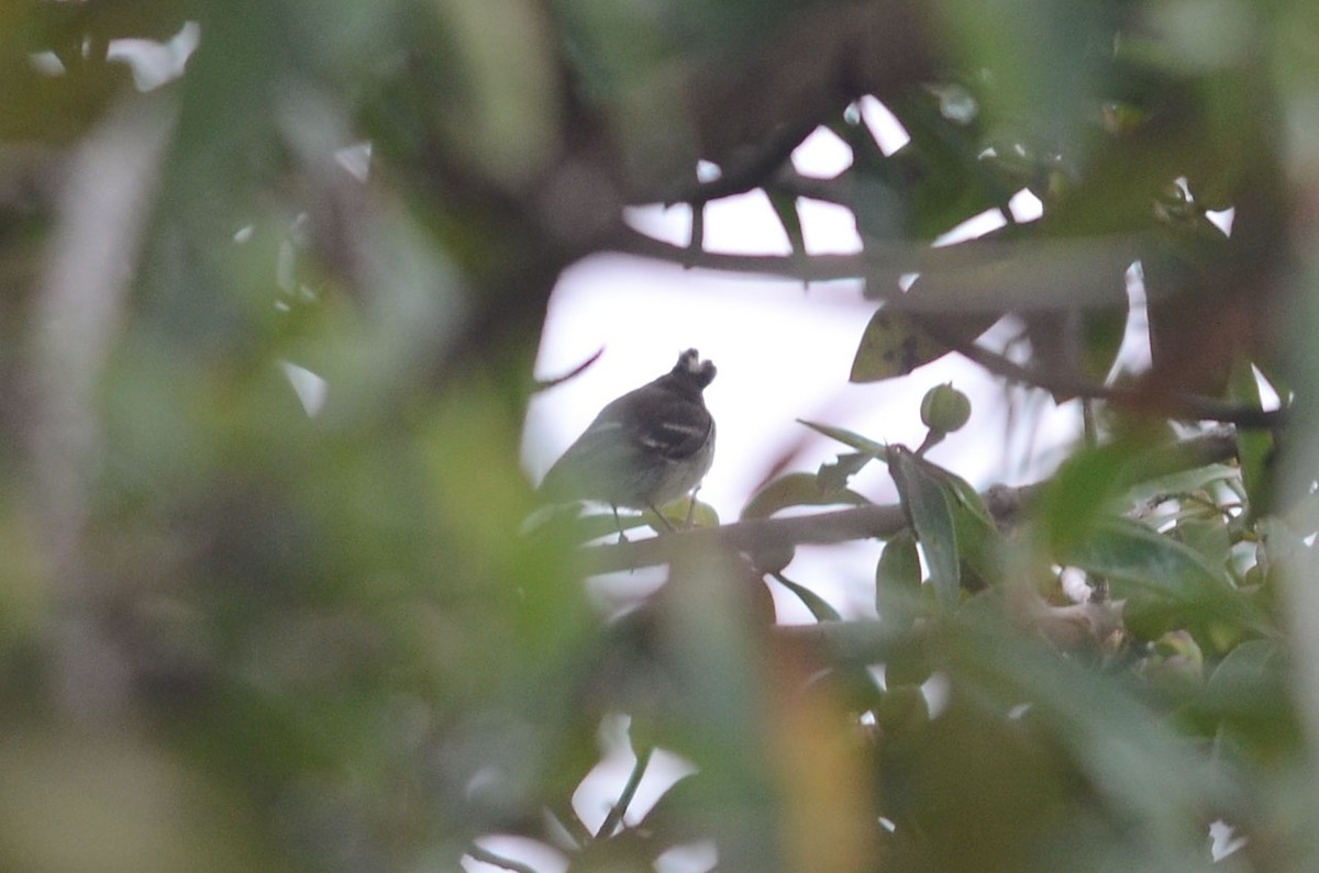 White-crested Elaenia (White-crested) - ML35109111