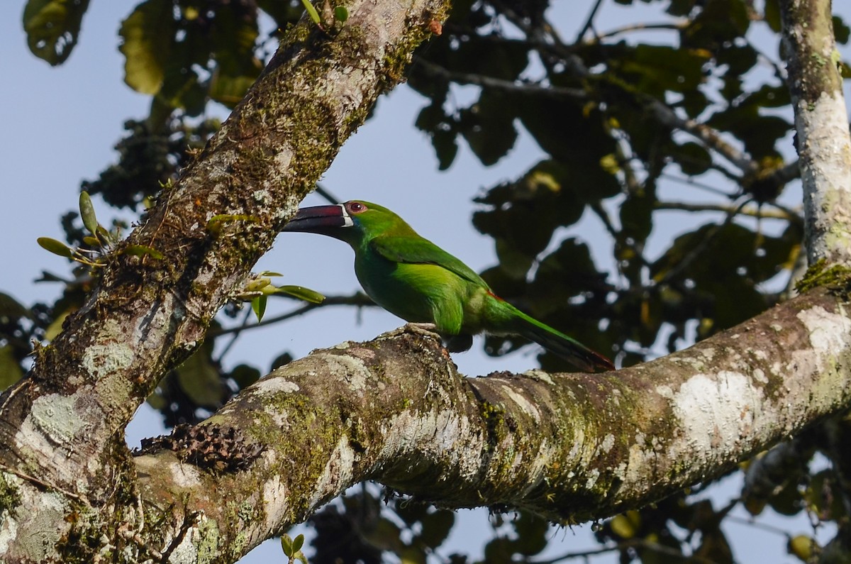 Crimson-rumped Toucanet - ML35109221