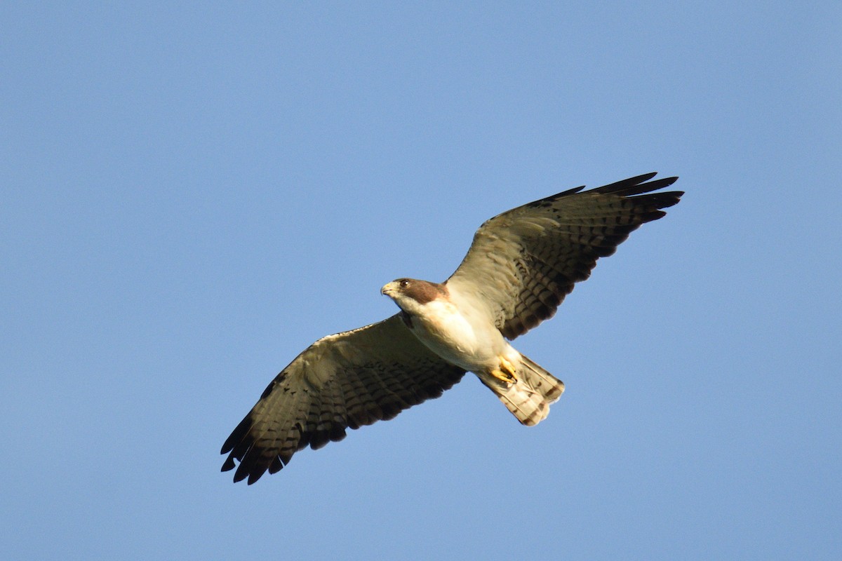 Short-tailed Hawk - ML351092281