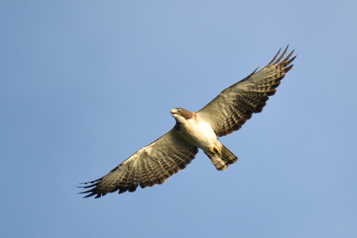 Short-tailed Hawk - ML351092321