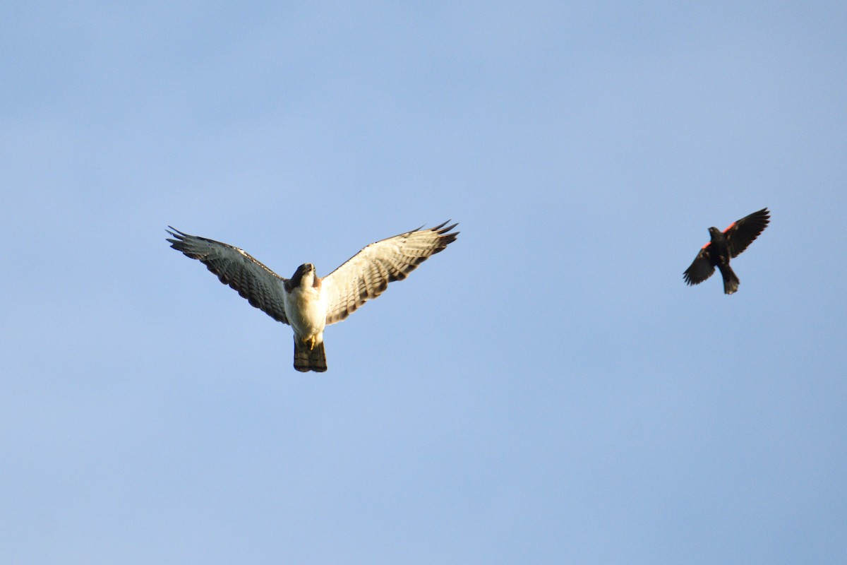 Short-tailed Hawk - ML351092341