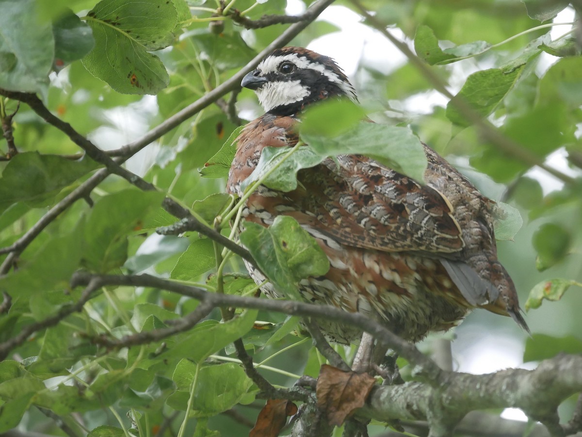 Northern Bobwhite - ML351092491