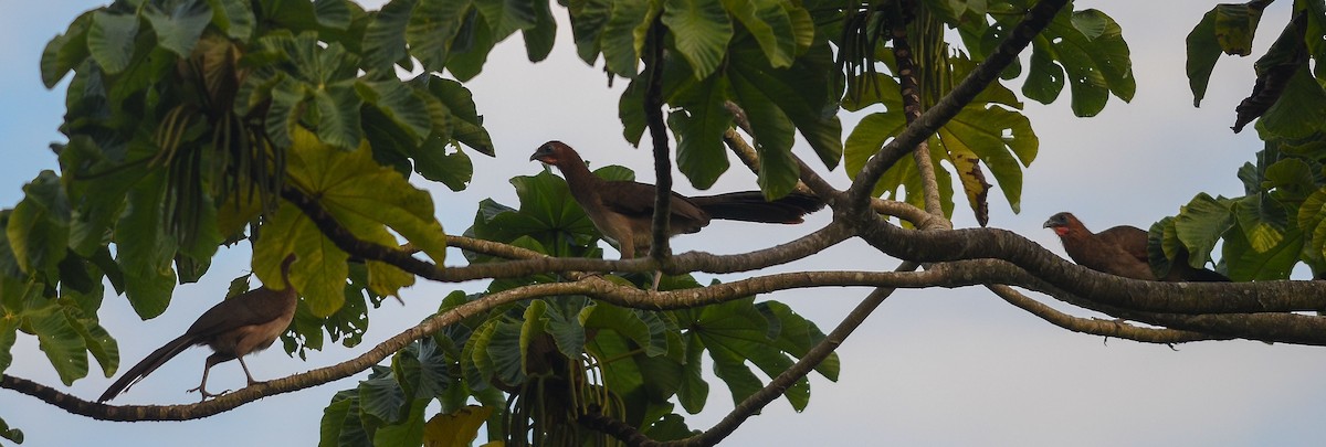 Rufous-headed Chachalaca - ML35109291