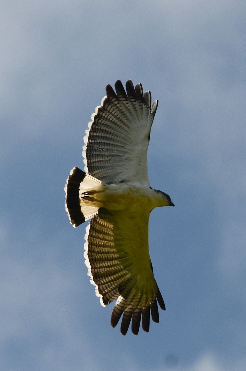 Gray-backed Hawk - Nikolaj Mølgaard Thomsen