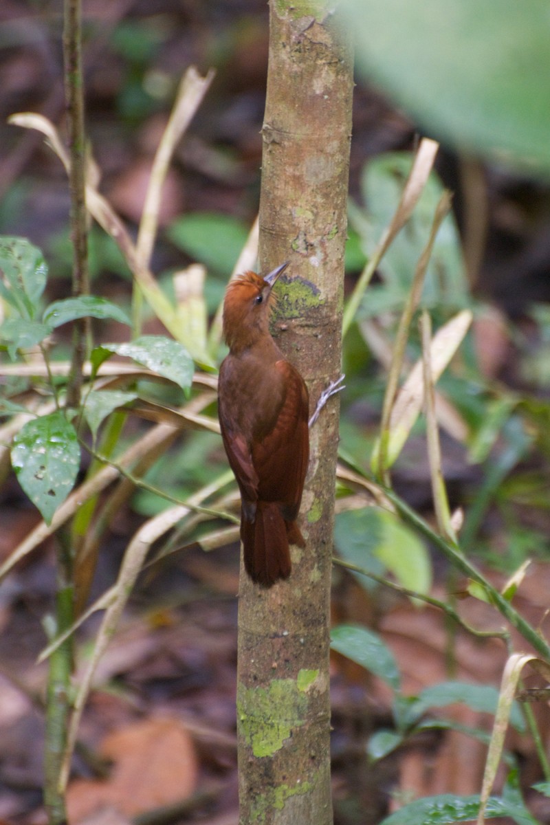 Ruddy Woodcreeper - Christian  Nunes