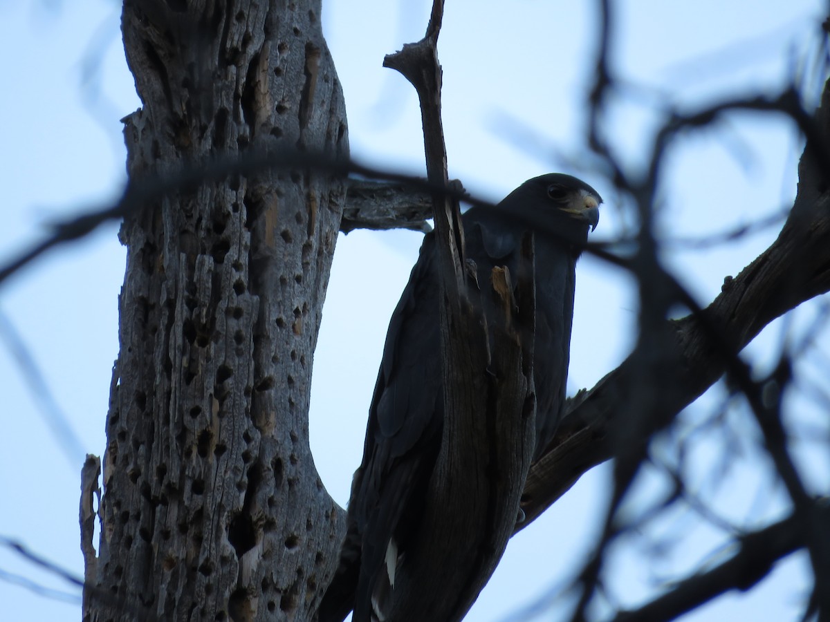 Zone-tailed Hawk - ML351094021