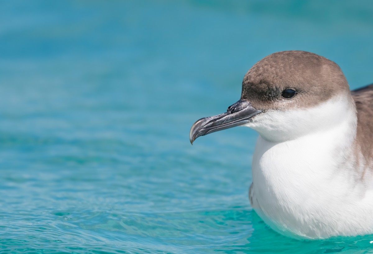 Great Shearwater - ML351094121