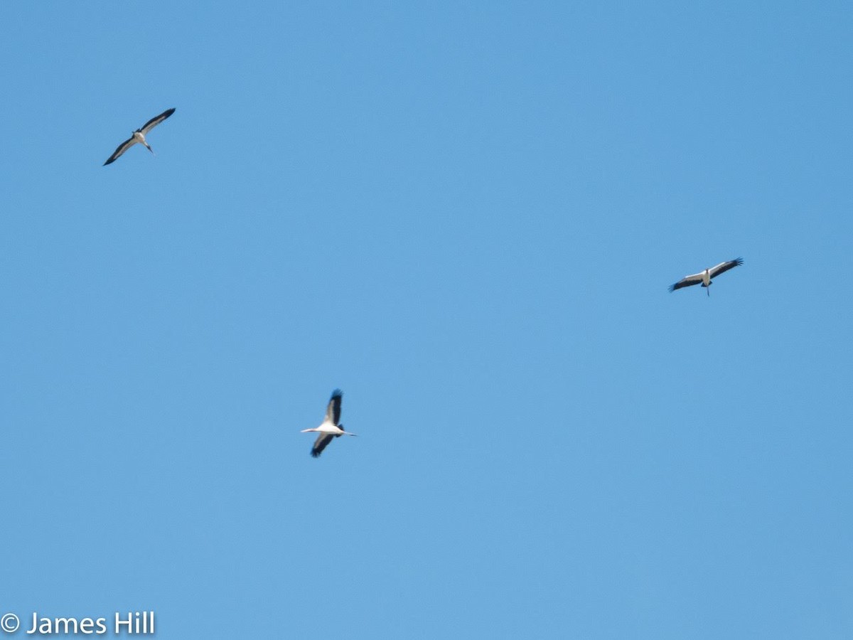 Wood Stork - ML351094141