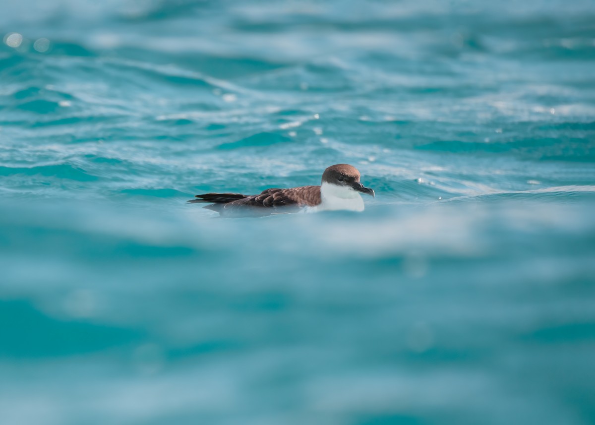 Great Shearwater - ML351094211