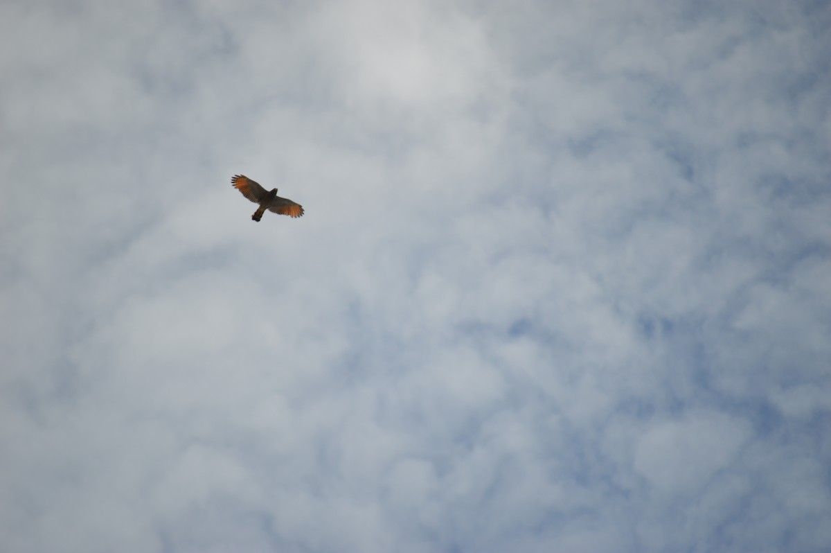 Roadside Hawk - ML351094771