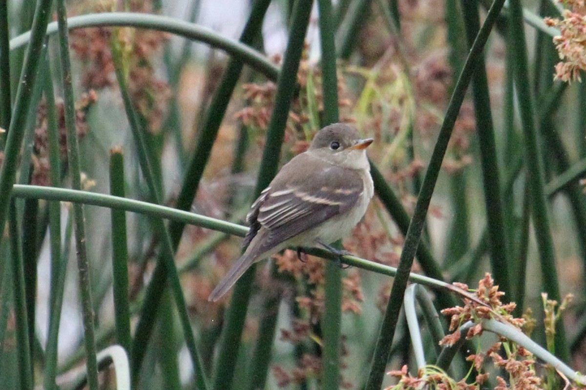 Willow Flycatcher - ML35109621